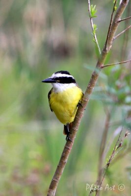 Great Kiskadee