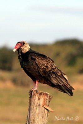 Turkey Vulture