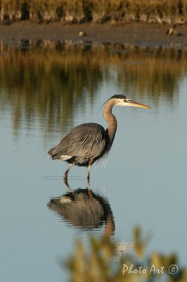 Great Blue Heron