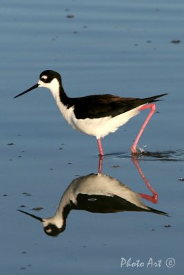 Black-necked Stilt