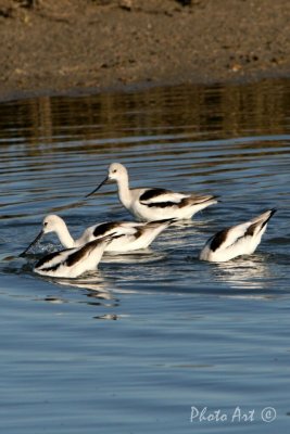 American Avocet (Nonbreeding)