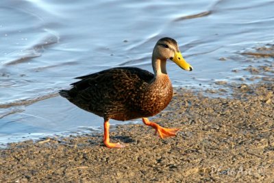 Mottled Duck