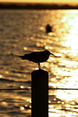 IMG_7805.jpg