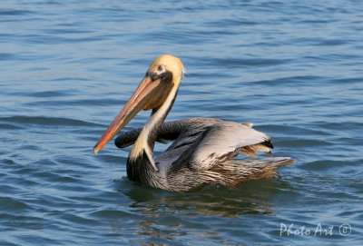 Brown Pelican