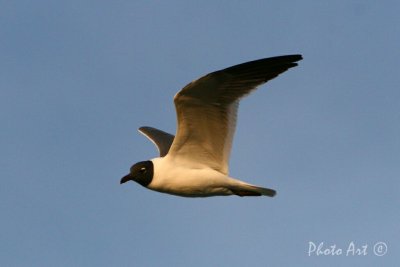 Laughing Gull