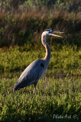 Great Blue Heron