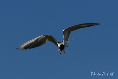 IMG_9307.JPG
