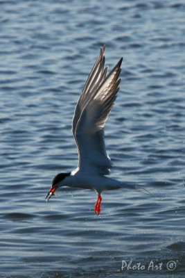 IMG_9333.JPG