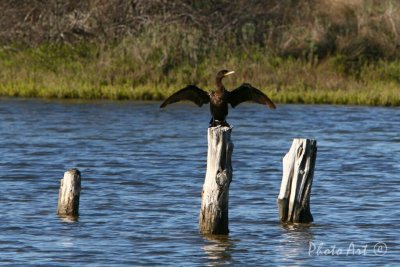 Neotropic Cormorant