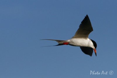 IMG_9543.JPG