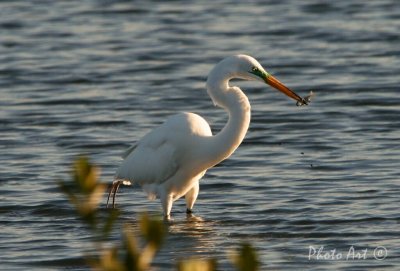 Great Egret