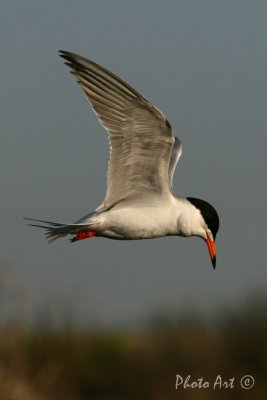 Forster's Tern