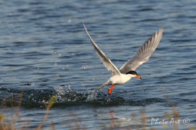 IMG_9638.JPG