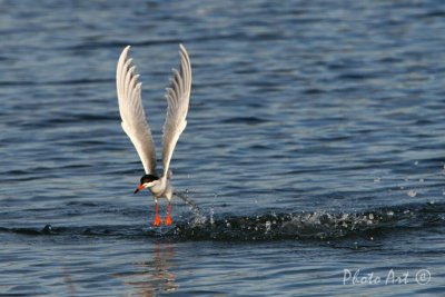 IMG_9649.JPG