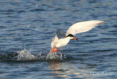 IMG_9664.JPG