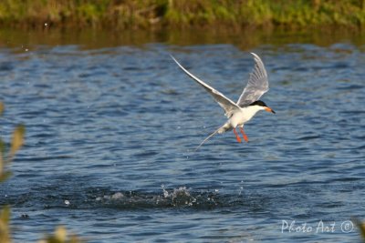 IMG_9665.JPG