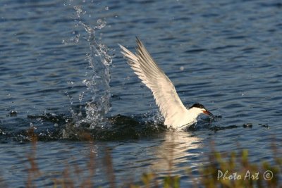 IMG_9670.JPG