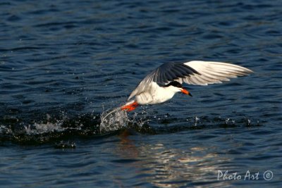 IMG_9711.JPG