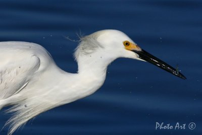 Egrets