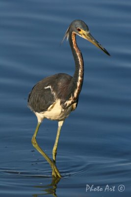 Tricolored Heron