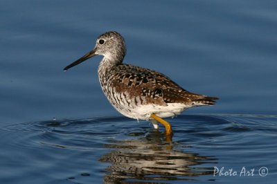 Greater Yellowlegs