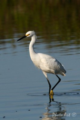 Snowy Egret