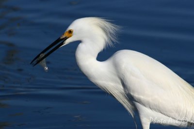 IMG_0690.JPG