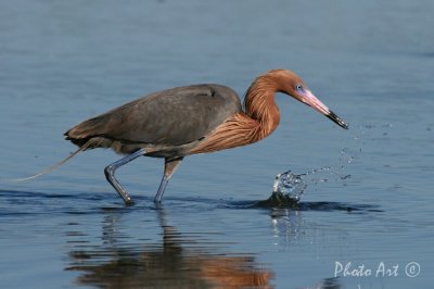 Reddish Egret