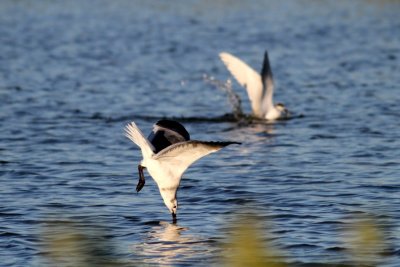 IMG_0586