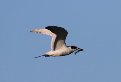 IMG_0673