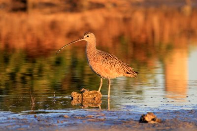 Long-billed Curlew