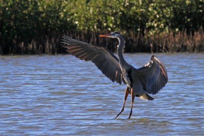 IMG_1084