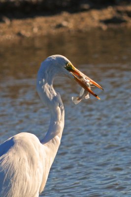 IMG_1164