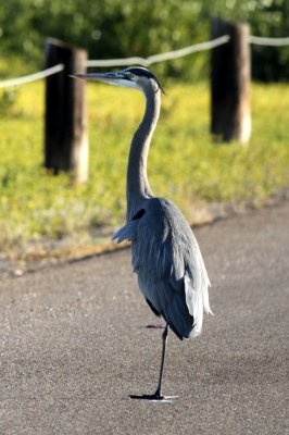 IMG_1472