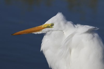 IMG_1485
