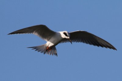 IMG_1494