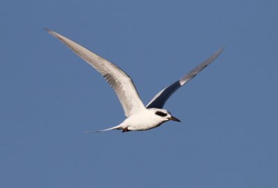 IMG_1516