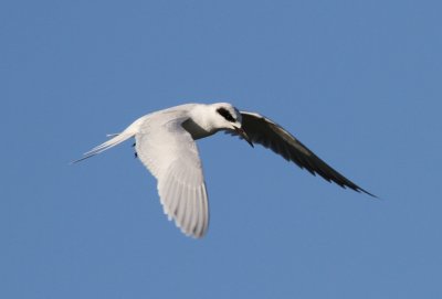 IMG_1522