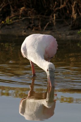Spoonbills