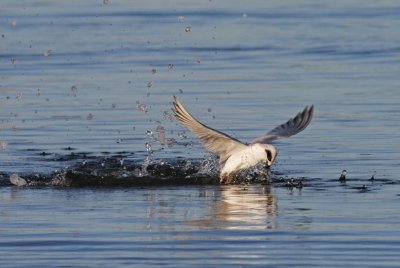 IMG_2096