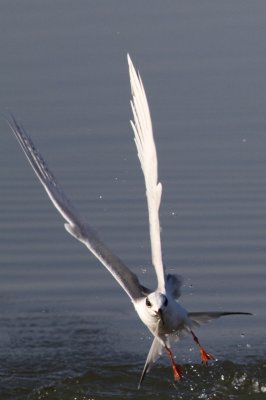 IMG_2539-1
