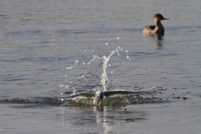 IMG_2543-1
