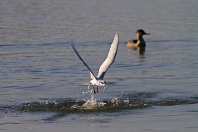 IMG_2546-1