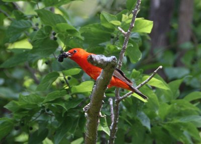 scarlet tanager 3867w - s.jpg