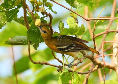 baltimore oriole 3609w - s.jpg