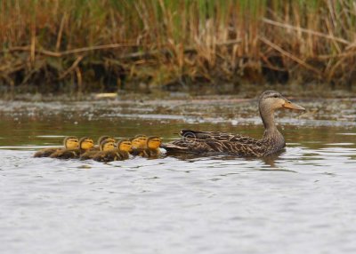 blue winged teal 3384w - s.jpg