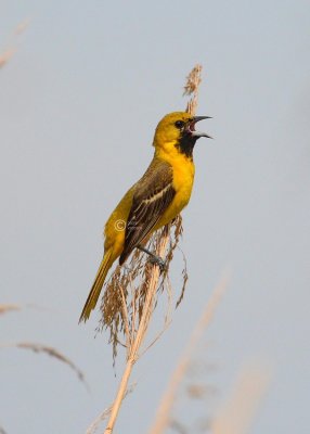 hooded oriole 4111w - s.jpg