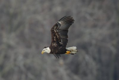 bald eagle w5946.jpg