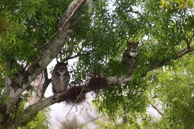 great horned owls w6676.jpg