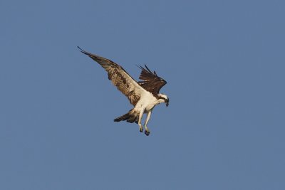 osprey w0973.jpg